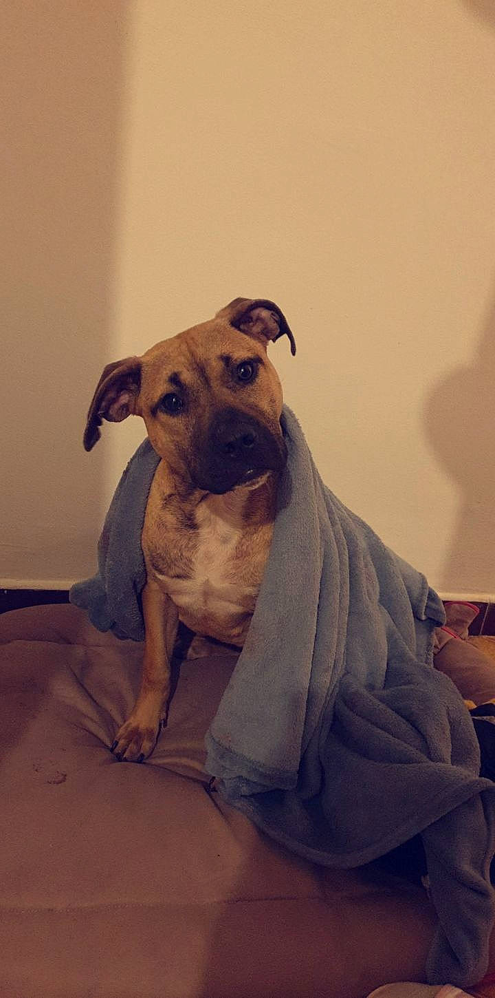 Queen a rejoint le concours — aidez-le/la à gagner de superbes lots ! american_pit_bull_terrier, black_mouth_cur, bullmastiff, canidae, carnivore, companion_dog, dog, dog_breed, ear, fawn, mammal, non_sporting_group, potcake_dog, snout, vertebrate