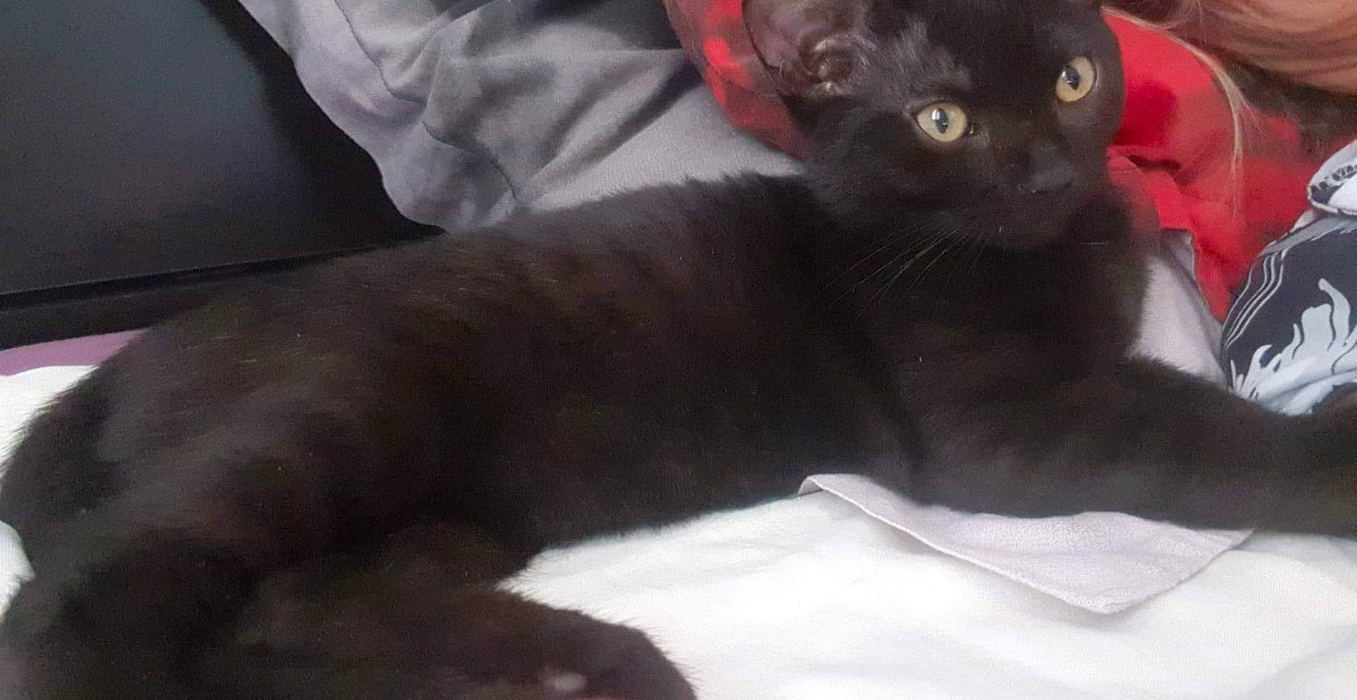 Granola participe au concours pour gagner de l'argent avec cette photo : asian, black, black_cat, bombay, burmese, carnivore, cat, chartreux, domestic_short_haired_cat, felidae, german_rex, havana_brown, korat, mammal, russian_blue, small_to_medium_sized_cats, snout, vertebrate, whiskers