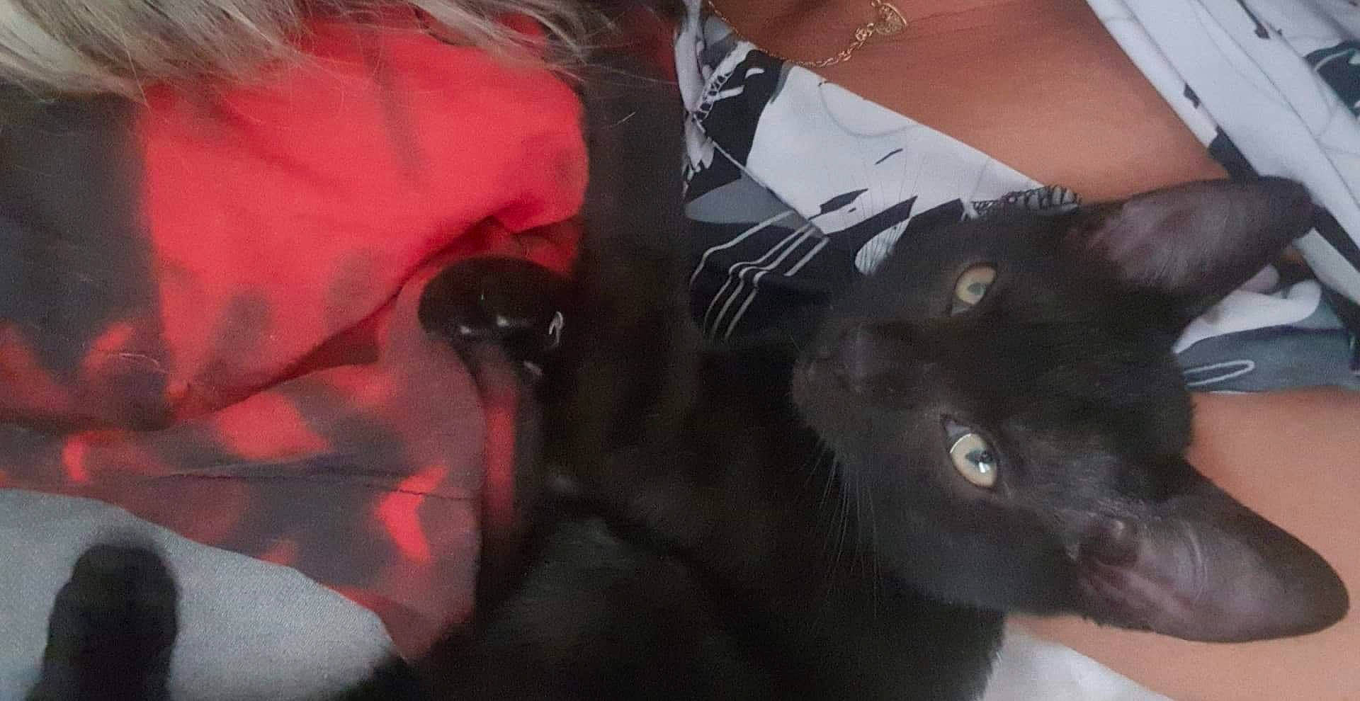 Granola participe au concours pour gagner de l'argent avec cette photo : black, black_cat, black_hair, bombay, carnivore, cat, ear, felidae, fur, kitten, neck, small_to_medium_sized_cats, snout, whiskers