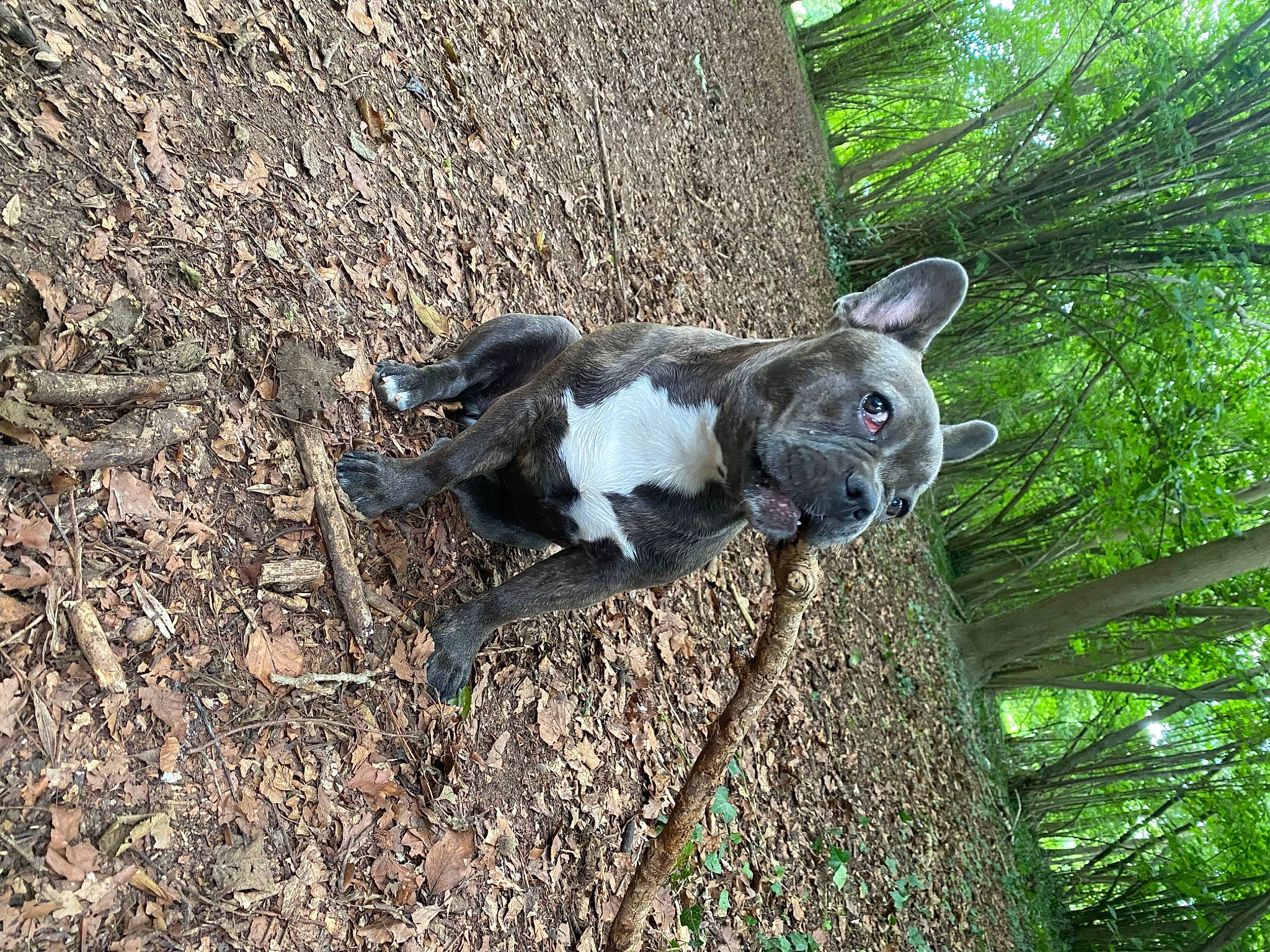 Blue a rejoint le concours — aidez-le/la à gagner de superbes lots ! canidae, carnivore, dog, dog_breed, fawn, fur, grass, non_sporting_group, plant, rabbits_and_hares, snout, soil, sporting_group, tail, terrestrial_animal, tree, trunk, twig, wood, working_animal