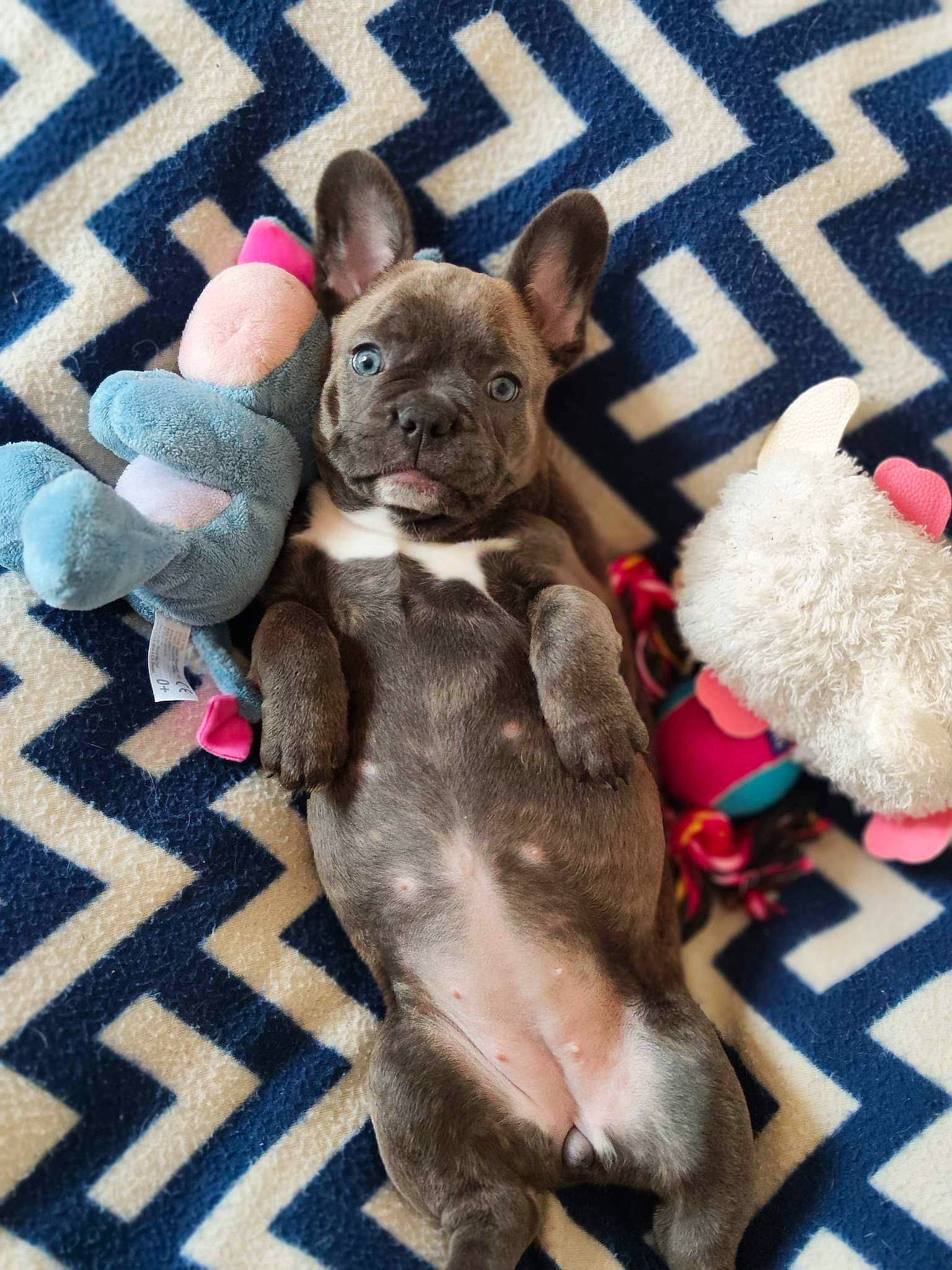 Blue participe au concours pour gagner de l'argent avec cette photo : canidae, carnivore, comfort, companion_dog, dog_breed, dog_supply, fawn, felidae, fur, grey, liver, pink, snout, stuffed_toy, tail, terrestrial_animal, toy, toy_dog, whiskers, working_animal