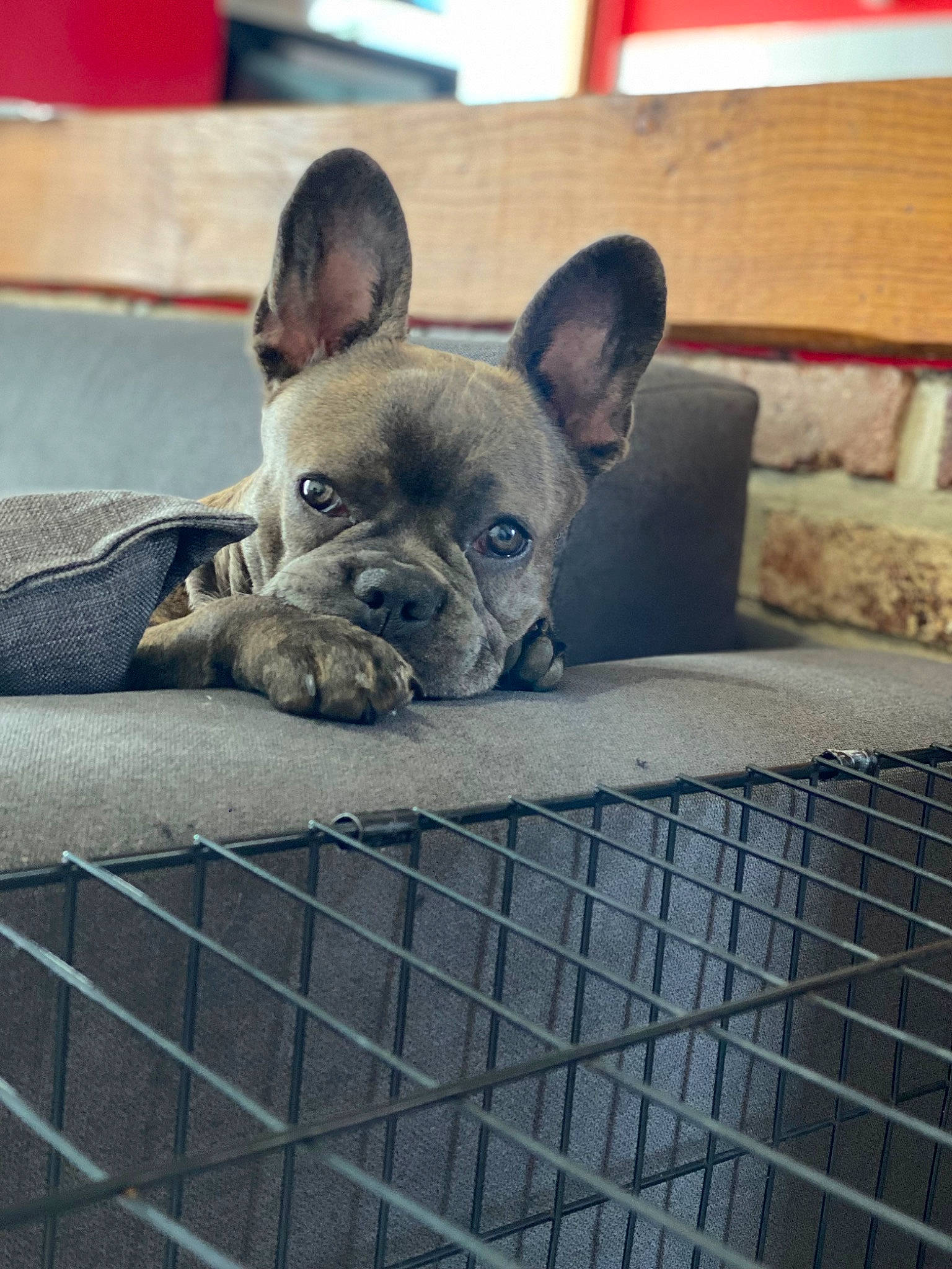 Blue participe au concours pour gagner de l'argent avec cette photo : canidae, carnivore, comfort, companion_dog, dog, dog_breed, ear, fawn, flooring, nap, non_sporting_group, snout, sporting_group, terrestrial_animal, toy_dog, whiskers, working_animal, wrinkle