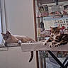 Neige participe au concours pour gagner de l'argent avec cette photo : cat, cats, pets, animal, feline, sitting, lying_down, lounging, window, window_perch, chair, furniture, indoors, home, display_cabinet, glass, decorations, striped_cat, white_cat, portrait