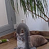 Neige a rejoint le concours — aidez-le/la à gagner de superbes lots ! cat, pet, animal, feline, gray_cat, white_chest, sitting, grooming, brush, cat_furniture, toy, cushion, houseplant, wooden_floor, indoors, home, portrait, whiskers, greenery, cozy