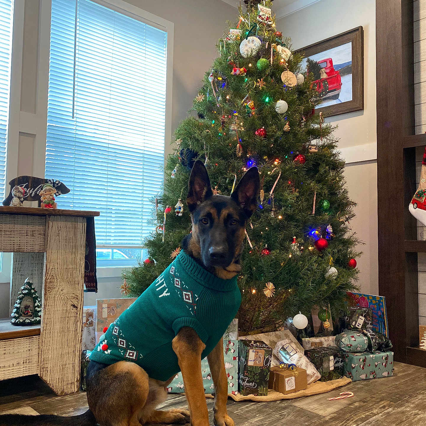 Alistor is registered to the contest to win money with this photo: animal, architecture, art, box, building, canine, christmas, christmasdecorations, dog, festival, furniture, indoors, livingroom, painting, pet, plant, pottedplant, room, tree, wood