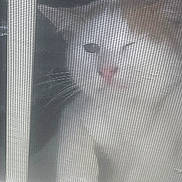 Numbnutz is registered to the contest to win money with this photo: alone, animal, blurred, cat, closeup, curious, domestic, ears, face, feline, indoor, light, looking, mesh, nose, pet, screen, shadow, whiskers, window