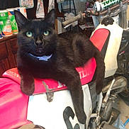 Boo is registered to the contest to win money with this photo: animal, blackcat, can, cat, chair, cushion, furniture, homedecor, kitten, machine, manx, moped, motorcycle, motorscooter, person, pet, plant, tin, transportation, vehicle
