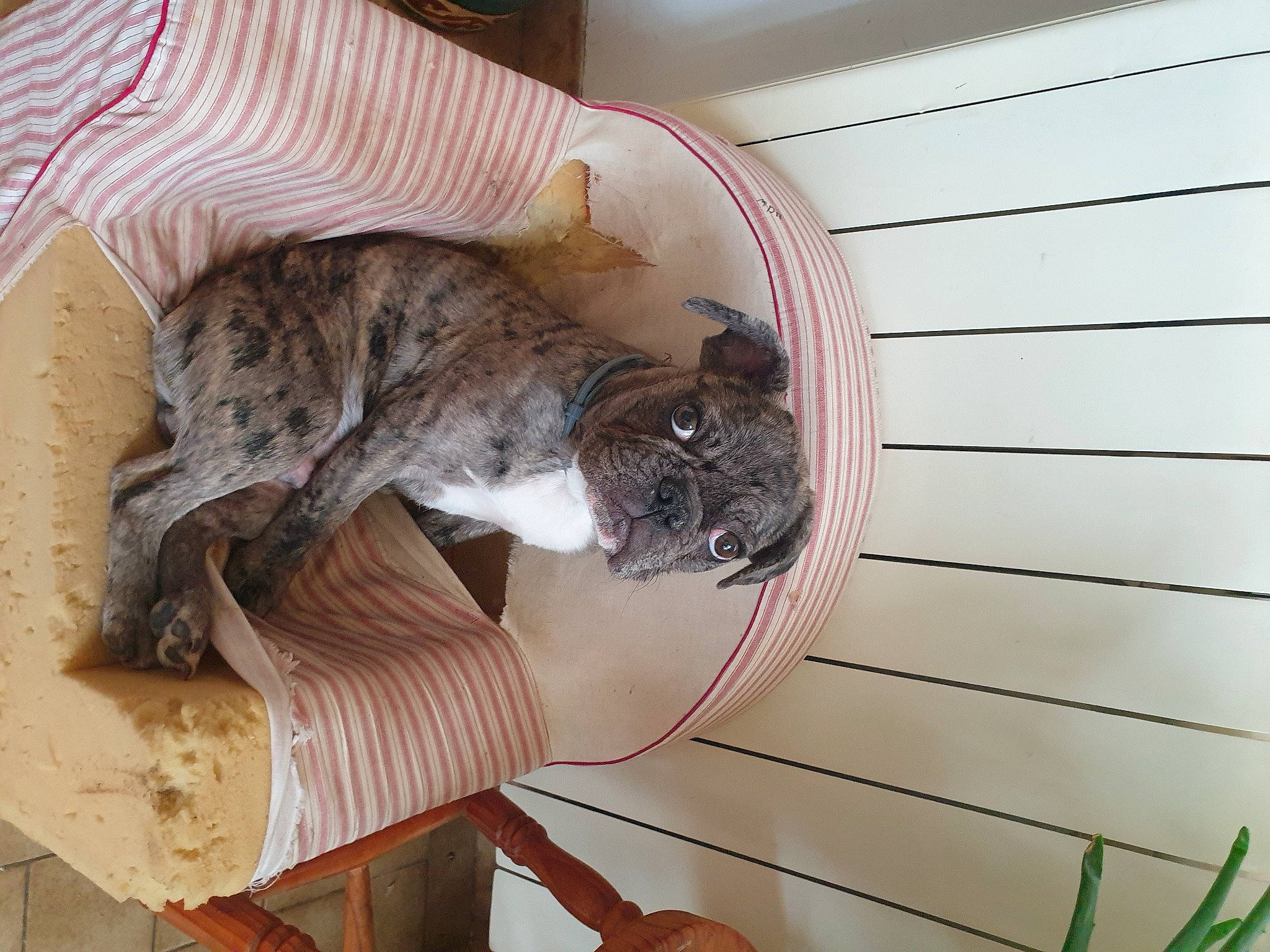 Serge a rejoint le concours — aidez-le/la à gagner de superbes lots ! animal_shelter, carnivore, cat, comfort, dog_breed, domestic_short_haired_cat, fawn, felidae, flooring, fur, hardwood, pet_supply, room, small_to_medium_sized_cats, sporting_group, tail, terrestrial_animal, whiskers, wood, wood_stain