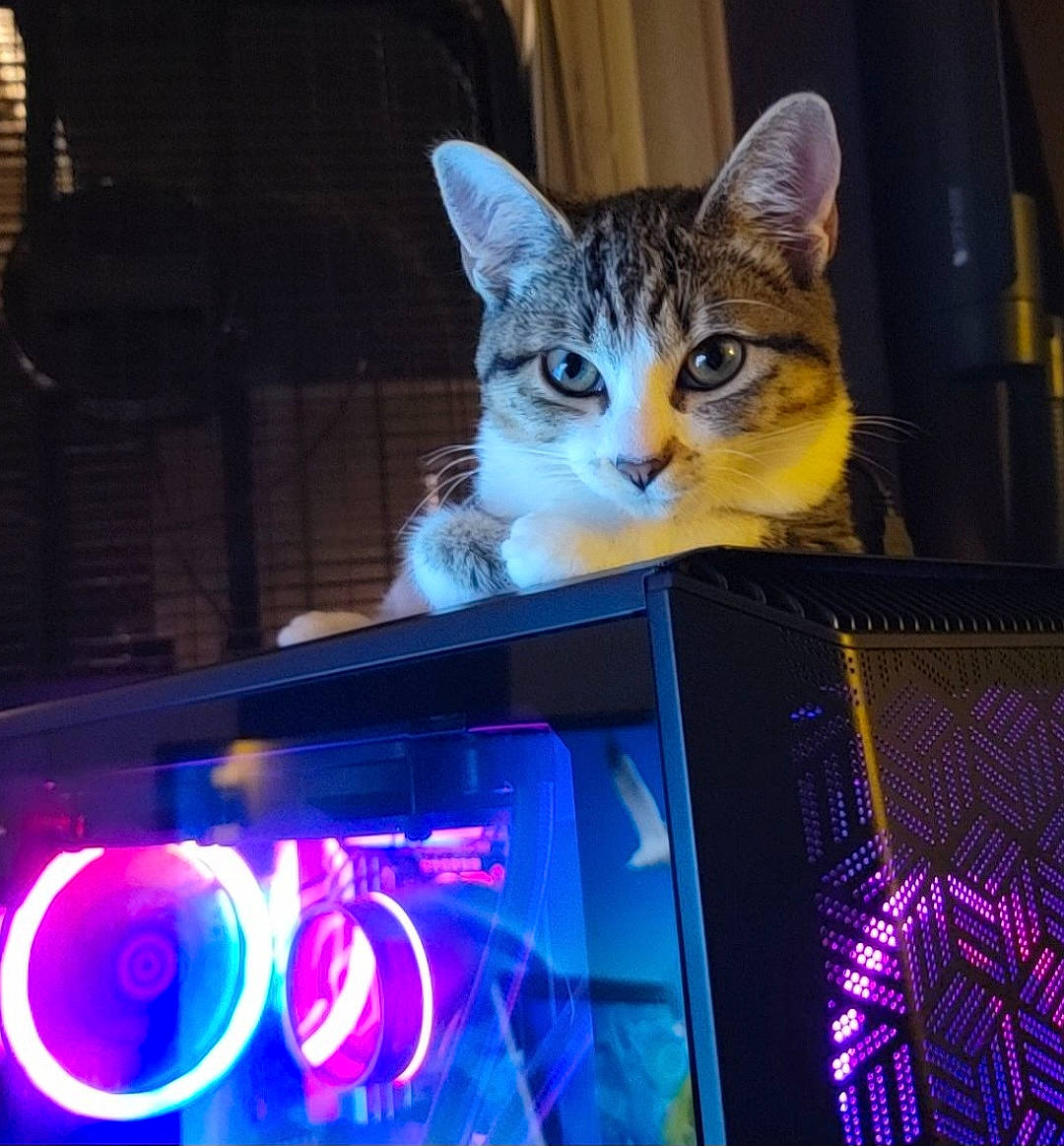 Chai is registered to the contest to win money with this photo: carnivore, cat, computer, display_device, domestic_short_haired_cat, electric_blue, electronic_device, entertainment, event, felidae, fun, gadget, light, magenta, neon, output_device, personal_computer, small_to_medium_sized_cats, visual_effect_lighting, whiskers