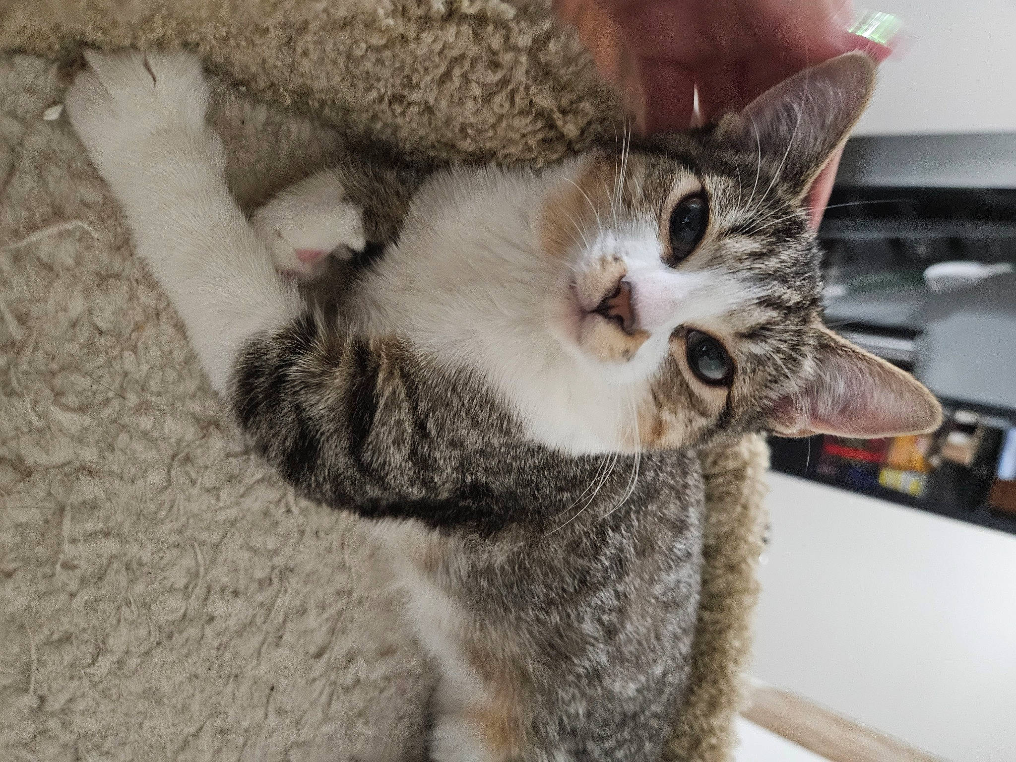 Chai is registered to the contest to win money with this photo: carnivore, cat, claw, comfort, domestic_short_haired_cat, ear, felidae, fur, grey, paw, small_to_medium_sized_cats, snout, tail, tree, whiskers