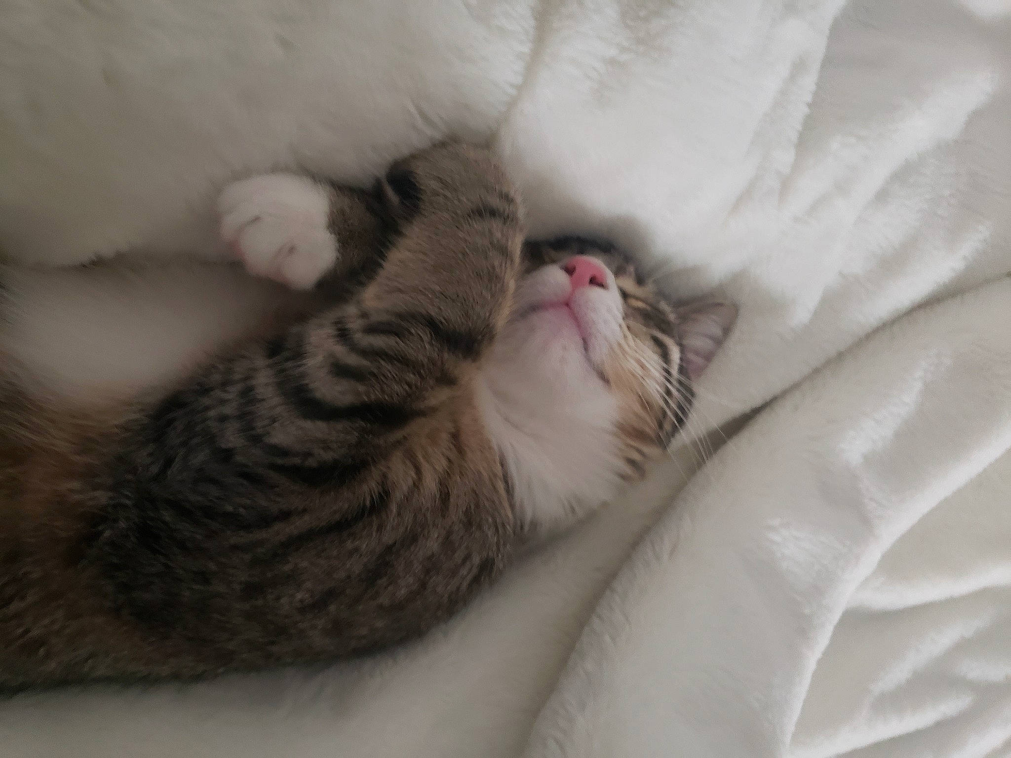 Juniper is registered to the contest to win money with this photo: carnivore, cat, cat_bed, claw, comfort, domestic_short_haired_cat, felidae, fur, grey, linens, nap, paw, sleep, small_to_medium_sized_cats, snout, tail, terrestrial_animal, whiskers