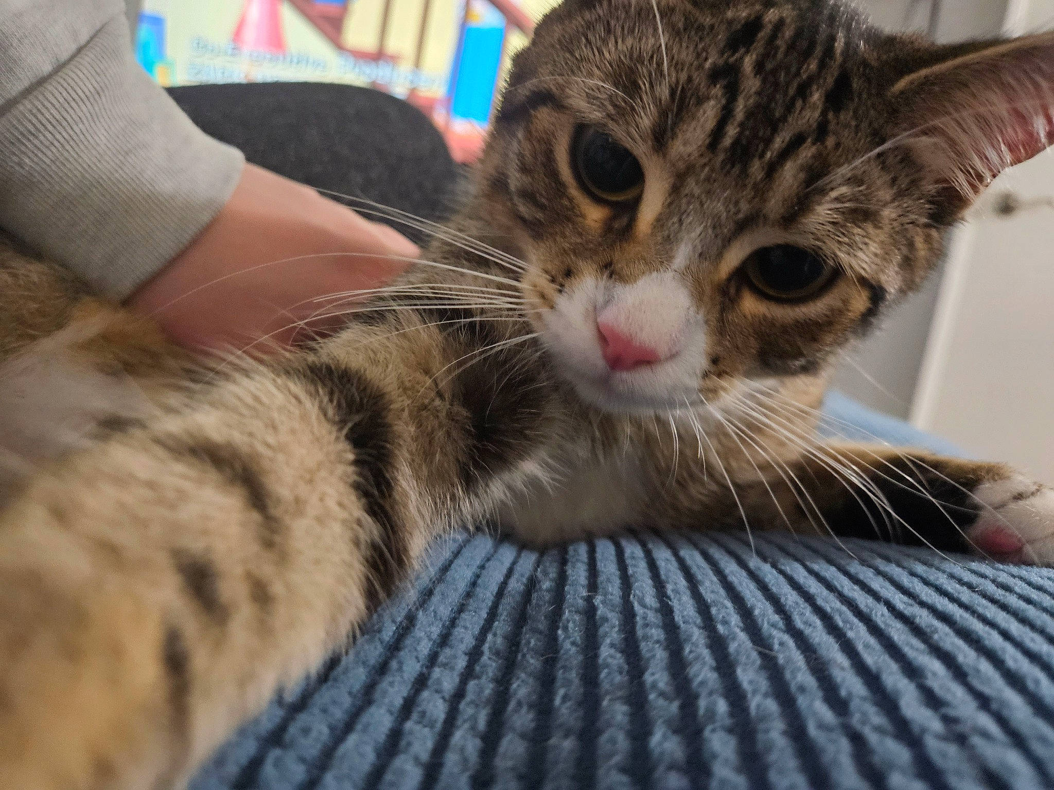 Juniper joined the competition — help win amazing prizes! carnivore, cat, cat_supply, claw, comfort, domestic_short_haired_cat, felidae, fur, nail, nap, paw, sitting, small_to_medium_sized_cats, snout, whiskers