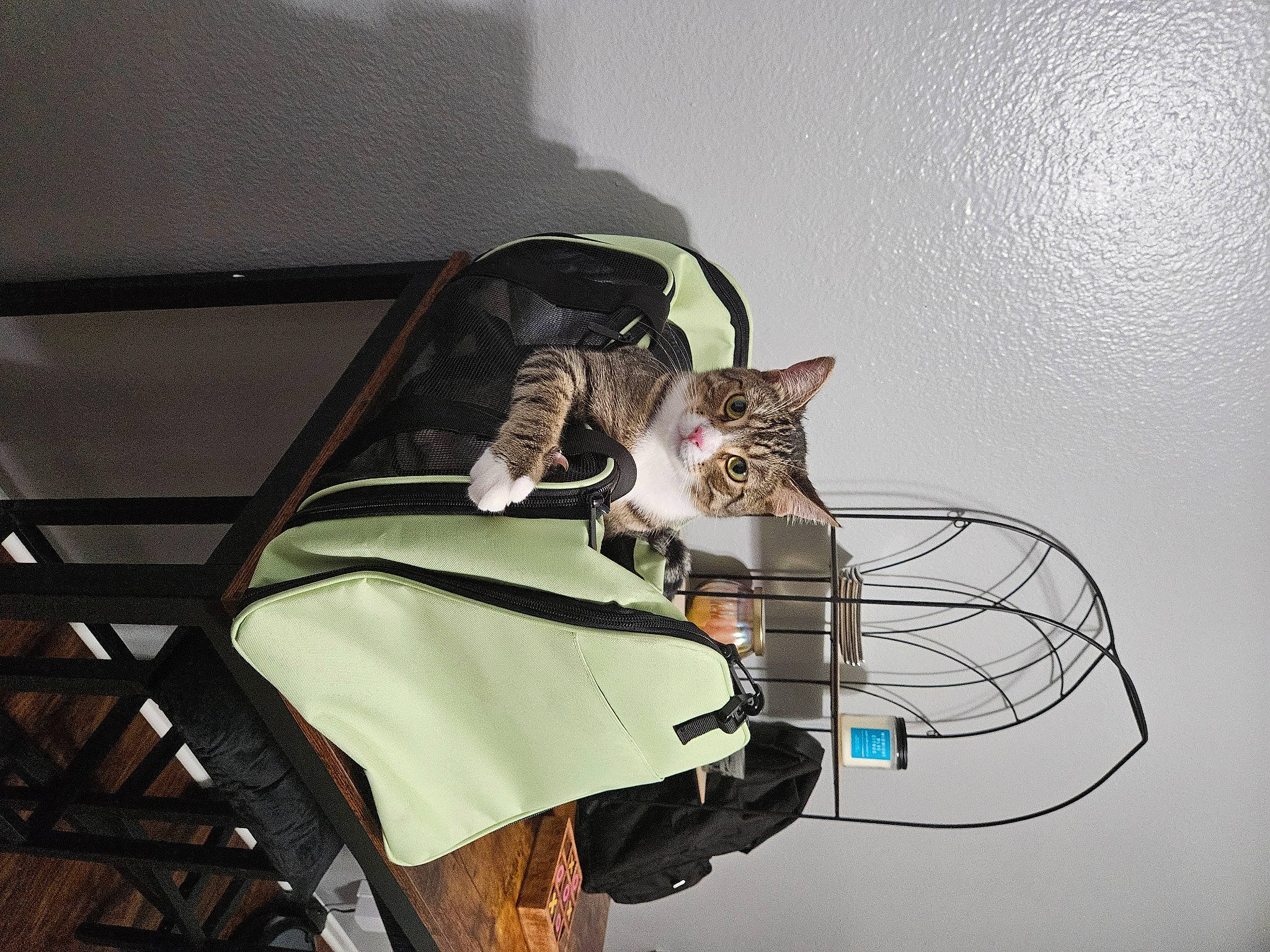 Juniper is registered to the contest to win money with this photo: carnivore, cat, comfort, domestic_short_haired_cat, eyewear, fashion_accessory, felidae, hat, metal, pet_supply, room, small_to_medium_sized_cats, tail, whiskers