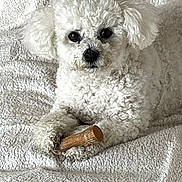 Nougat participe au concours pour gagner de l'argent avec cette photo : animal, blanket, close_up, companion, cozy, curly_fur, cute, dog, fur, home, indoor, lying_down, paw, pet, relaxed, small_dog, texture, toy, white, wooden_toy