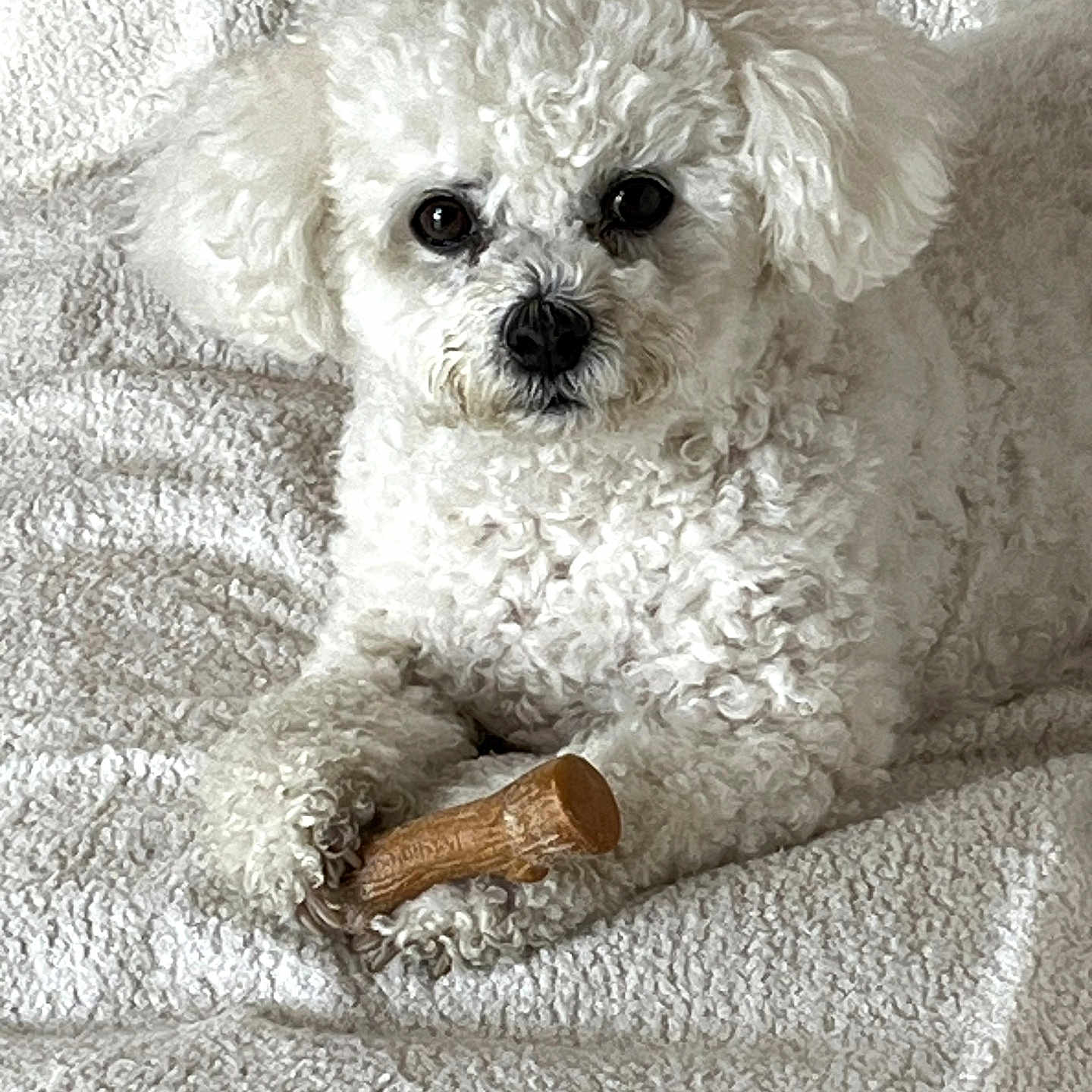 Nougat