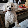 Nougat participe au concours pour gagner de l'argent avec cette photo : animal, canine, carpet, companion, couch, cozy, curious, curly_fur, cute, dog, domestic, floor, furniture, household, indoor, living_room, pet, playful, treat, white_dog