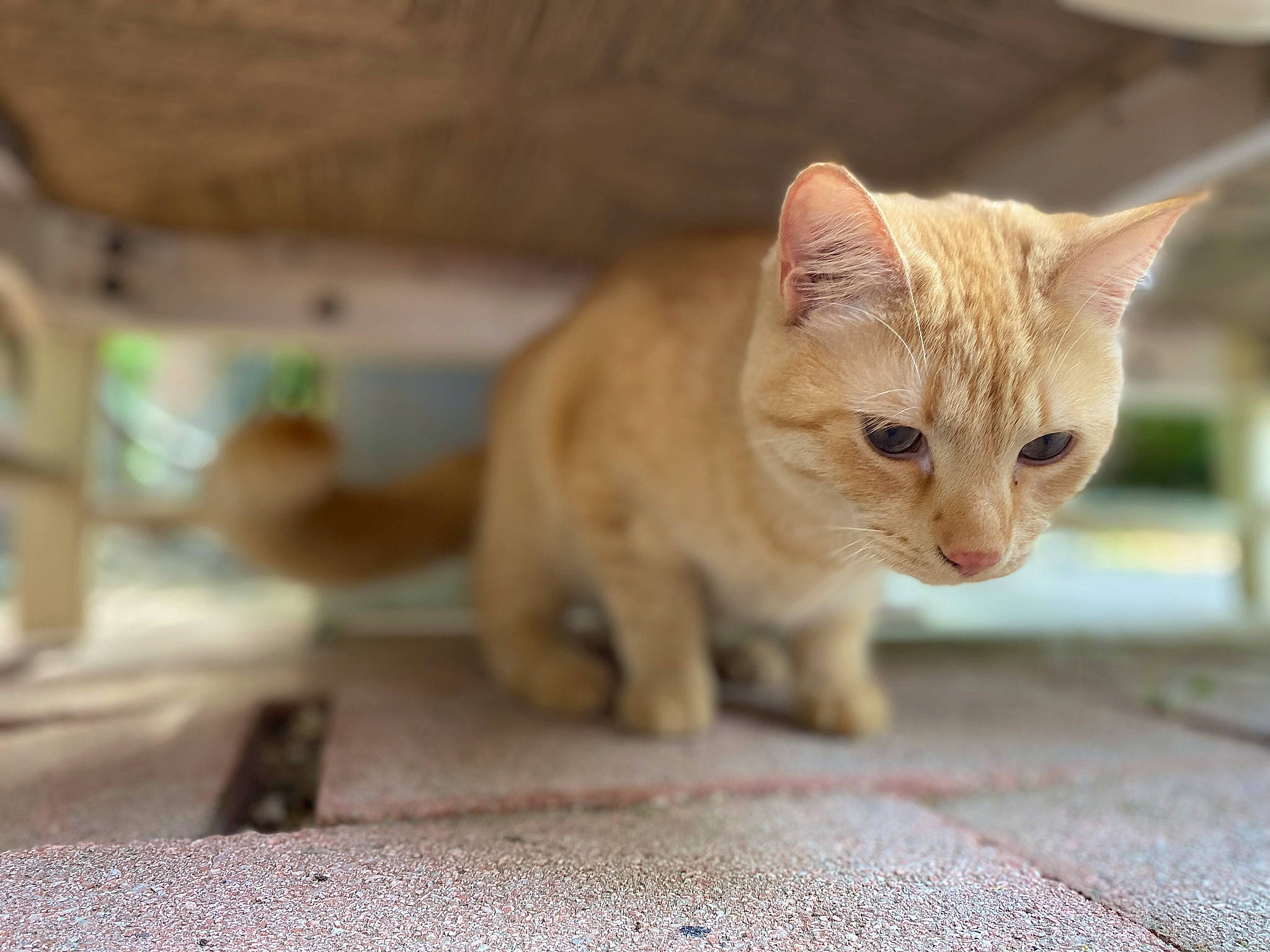 Houdini joined the competition — help win amazing prizes! carnivore, cat, claw, domestic_short_haired_cat, fawn, felidae, fur, paw, road_surface, small_to_medium_sized_cats, snout, tail, terrestrial_animal, whiskers, wood