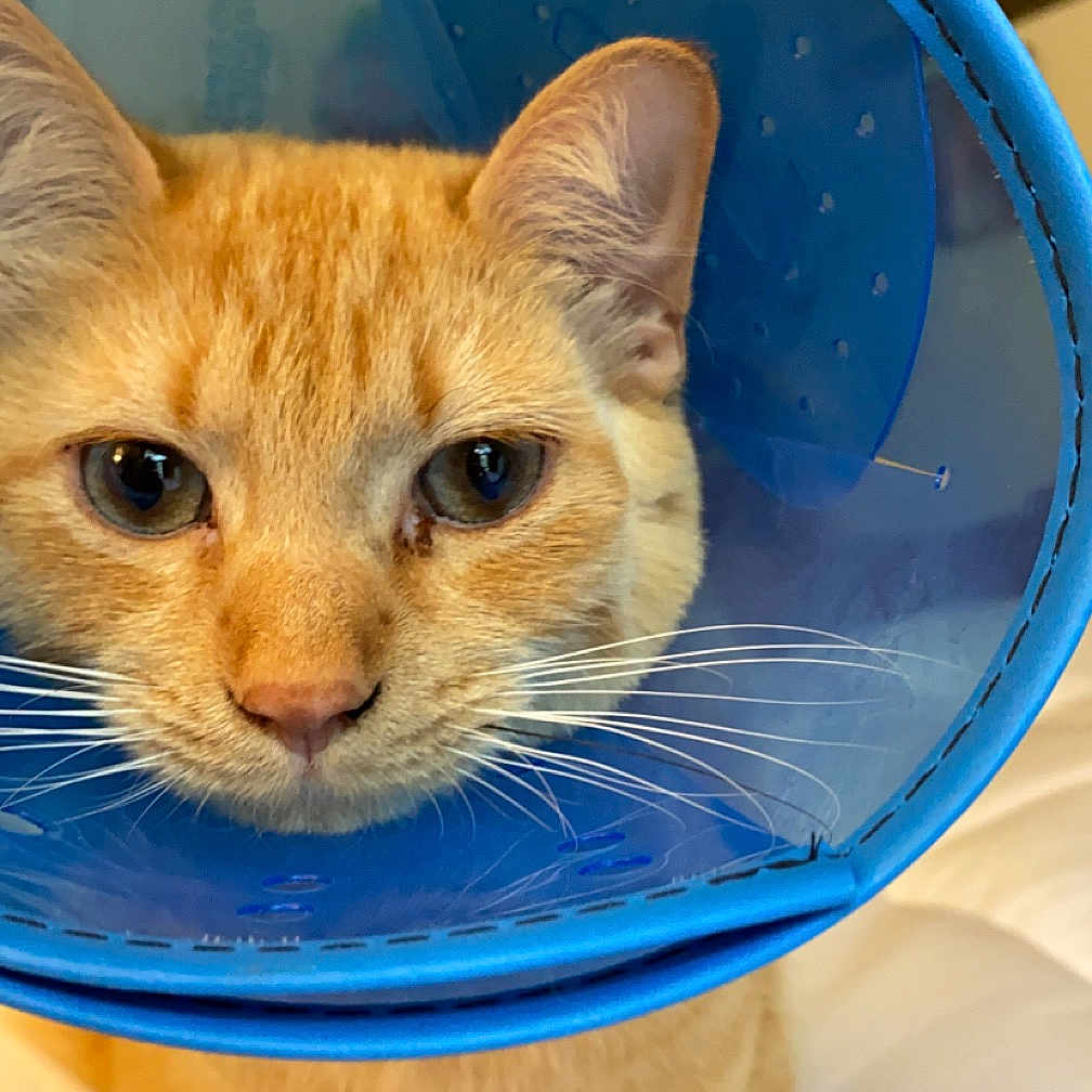 Houdini is registered to the contest to win money with this photo: azure, blue, carnivore, cat, cat_supply, domestic_short_haired_cat, drinkware, electric_blue, fawn, felidae, liquid, mixing_bowl, pet_supply, serveware, small_to_medium_sized_cats, snout, tail, terrestrial_animal, whiskers, window