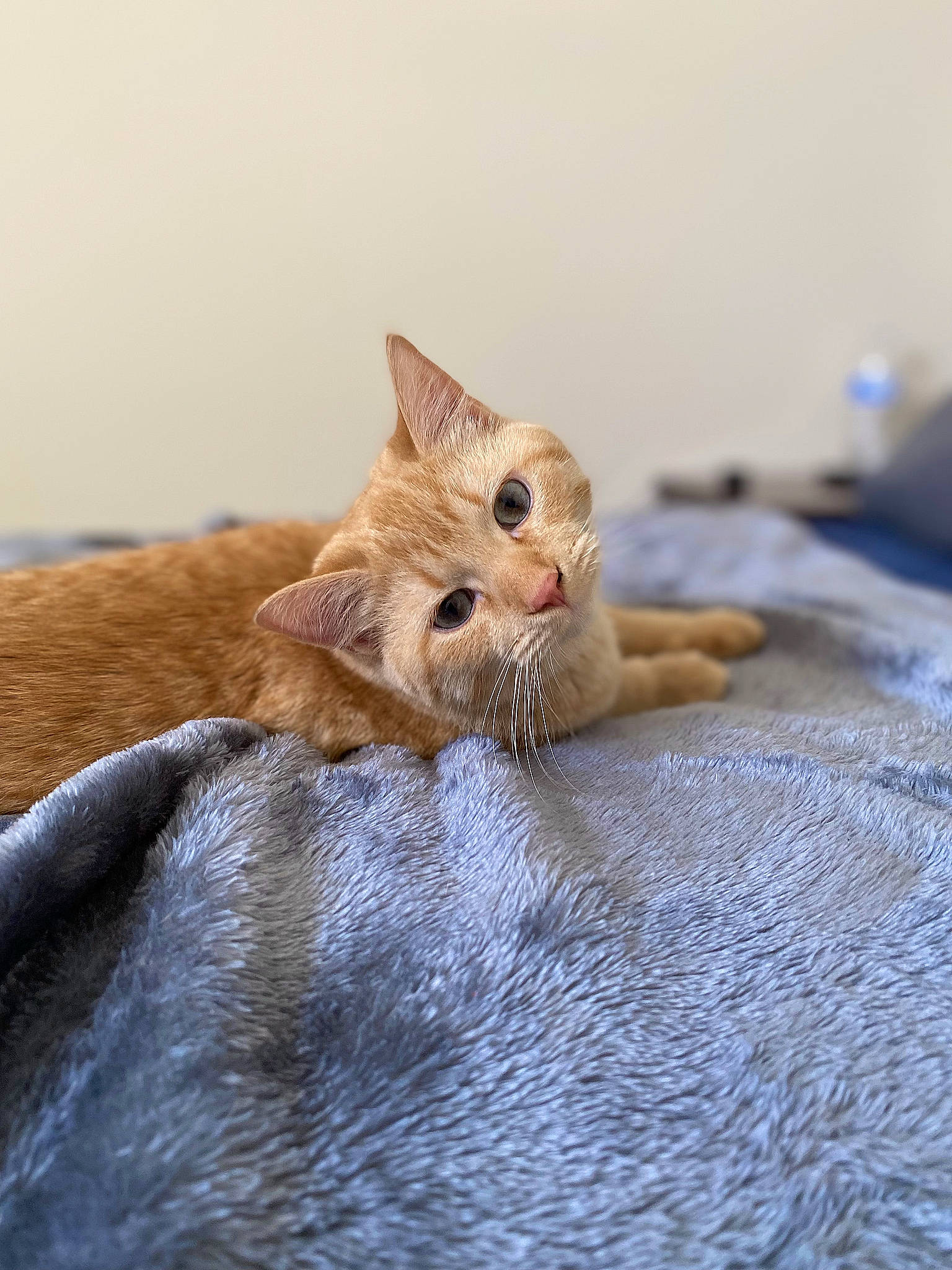 Houdini joined the competition — help win amazing prizes! canidae, carnivore, cat, claw, comfort, domestic_short_haired_cat, fawn, felidae, fur, gesture, linens, paw, small_to_medium_sized_cats, snout, tail, terrestrial_animal, whiskers, wood