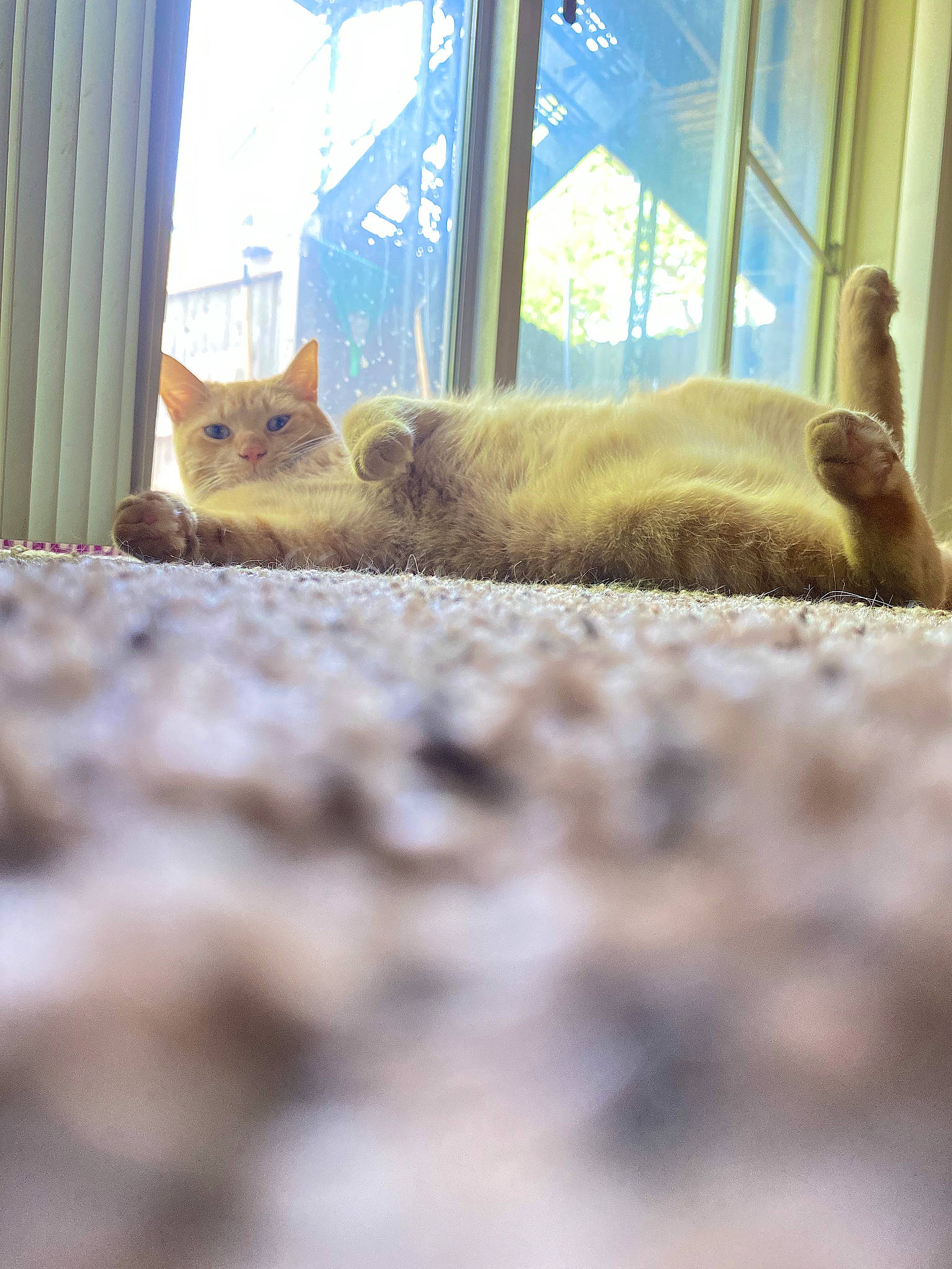 Houdini joined the competition — help win amazing prizes! building, carnivore, cat, comfort, curtain, fawn, felidae, flooring, fur, grass, grey, house, plant, small_to_medium_sized_cats, snout, tail, tree, whiskers, window, wood