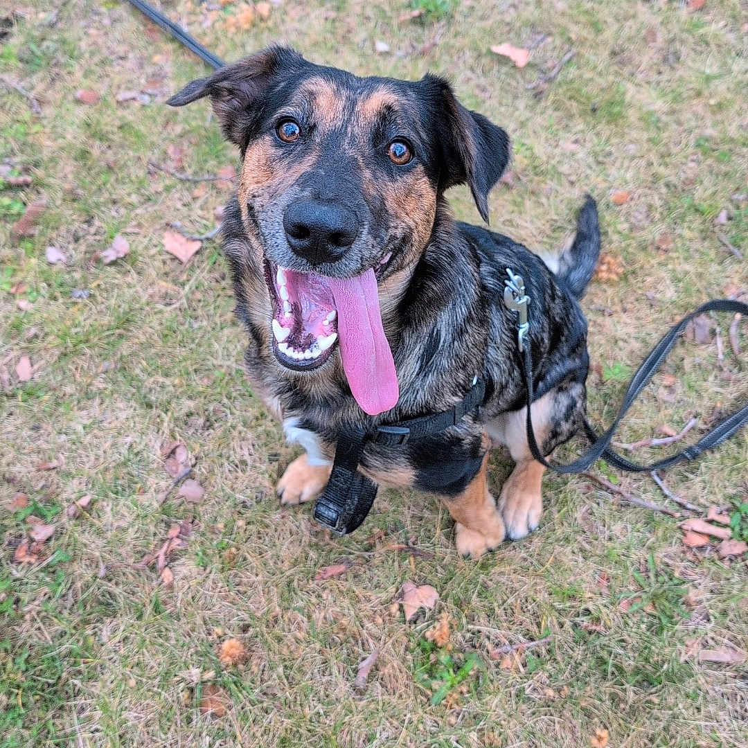Violette a rejoint le concours — aidez-le/la à gagner de superbes lots ! accessories, animal, bodypart, canine, collar, dog, germanshepherd, grass, hound, labradorretriever, lawn, leash, mouth, outdoors, person, pet, plant, puppy, strap, tongue
