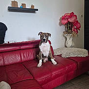 Tayson a rejoint le concours — aidez-le/la à gagner de superbes lots ! puppy, dog, red_couch, living_room, flower_vase, red_flowers, wooden_floor, rug, interior, pet, furniture, sitting, curious, brindle, wall, shelf, power_strip, decor, footwear, casual