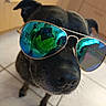 dog, black_dog, sunglasses, aviator_sunglasses, reflection, indoor, kitchen, floor_tiles, close_up, pet, animal, canine, snout, ears, portrait, cool, fashion, human_reflection, selfie, casual