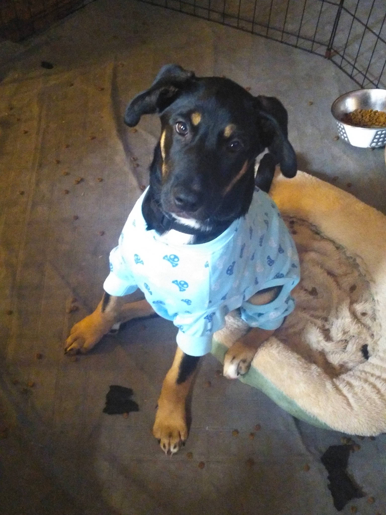 Chubbs is registered to the contest to win money with this photo: canidae, carnivore, companion_dog, dog, dog_breed, dog_clothes, dog_supply, fawn, floor, flooring, guard_dog, non_sporting_group, pet_supply, puppy, snout, sporting_group, whiskers, wood, working_animal, working_dog