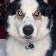 Maverick joined the competition — help win amazing prizes! dog, pet, close_up, portrait, indoor, flash, red_eye, black_and_white, fur, nose, ears, collar, tag, bed, blanket, furniture, dresser, sitting, whiskers, cute