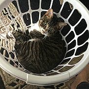 Skipper is registered to the contest to win money with this photo: bare_foot, basket, carpet, cat, cozy, curious, floor, fur, green_eyes, home, indoor, laundry_basket, looking_up, pattern, pet, plastic, relaxed, striped, tabby_cat, white