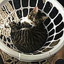 bare_foot, basket, carpet, cat, cozy, curious, floor, fur, green_eyes, home, indoor, laundry_basket, looking_up, pattern, pet, plastic, relaxed, striped, tabby_cat, white