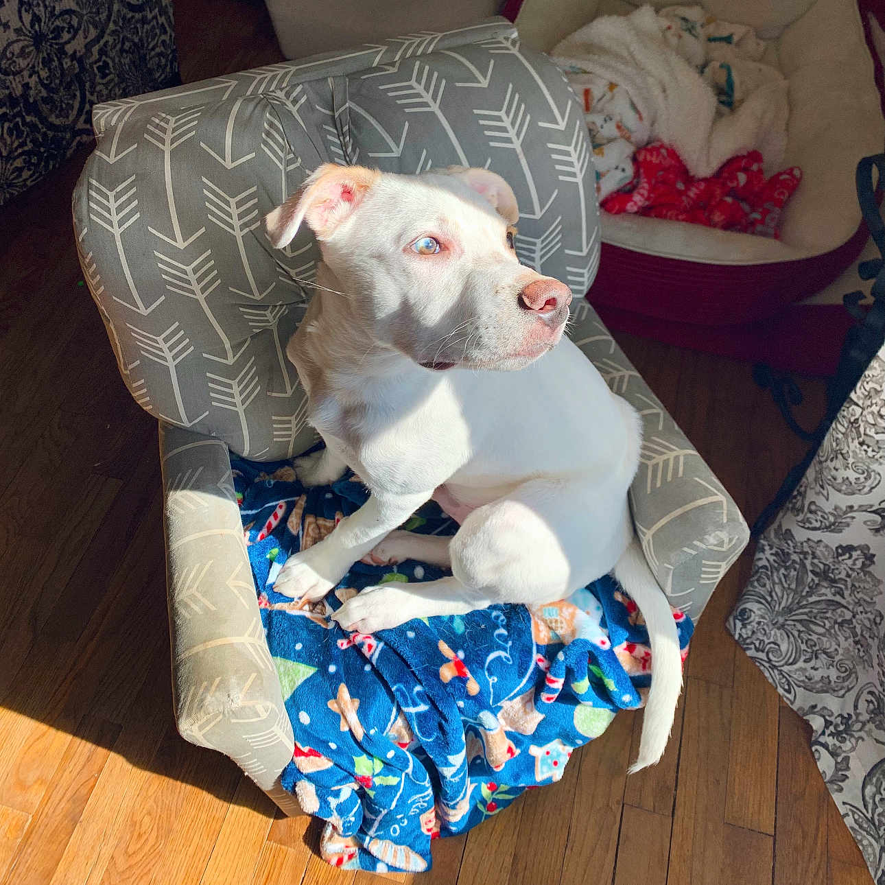 Basil Tortilla joined the competition — help win amazing prizes! animal, architecture, armchair, building, bulldog, canine, chair, couch, cushion, dog, furniture, homedecor, hound, indoors, livingroom, pet, pitbull, puppy, room, wood