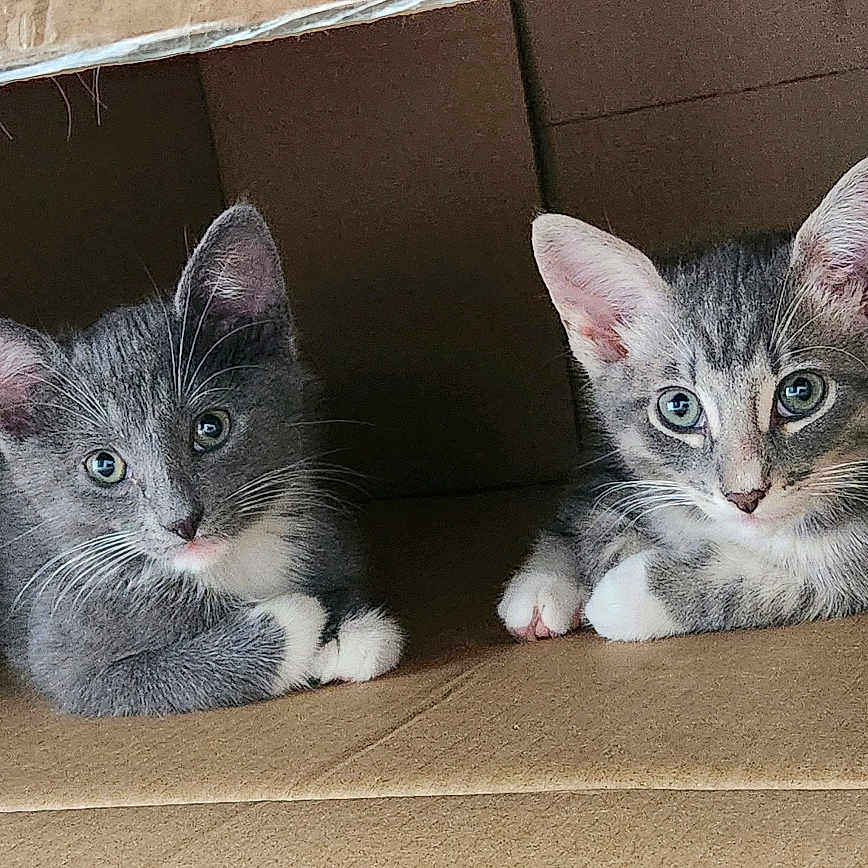 Samson And Squid joined the competition — help win amazing prizes! animal, cardboard_box, cat, cozy, curious, cute, eyes, feline, fur, gray_cat, indoor, kitten, pets, playful, resting, small, two_kittens, whiskers, white_paws, young