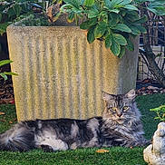 Moumoune participe au concours pour gagner de l'argent avec cette photo : cat, fluffy_cat, garden, plants, greenery, grass, stone_planter, stone_sculpture, owl_sculpture, leafy, outdoor, nature, pet, relaxed, lying_down, feline, animal, sunlight, shadows, decor