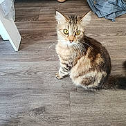 Minette a rejoint le concours — aidez-le/la à gagner de superbes lots ! animal, cabinet, calm, cat, cozy, curious, domestic, fur, furniture, home, indoor, looking_up, mammal, pet, sitting, tabby_cat, tail, whiskers, wooden_floor, yellow_eyes