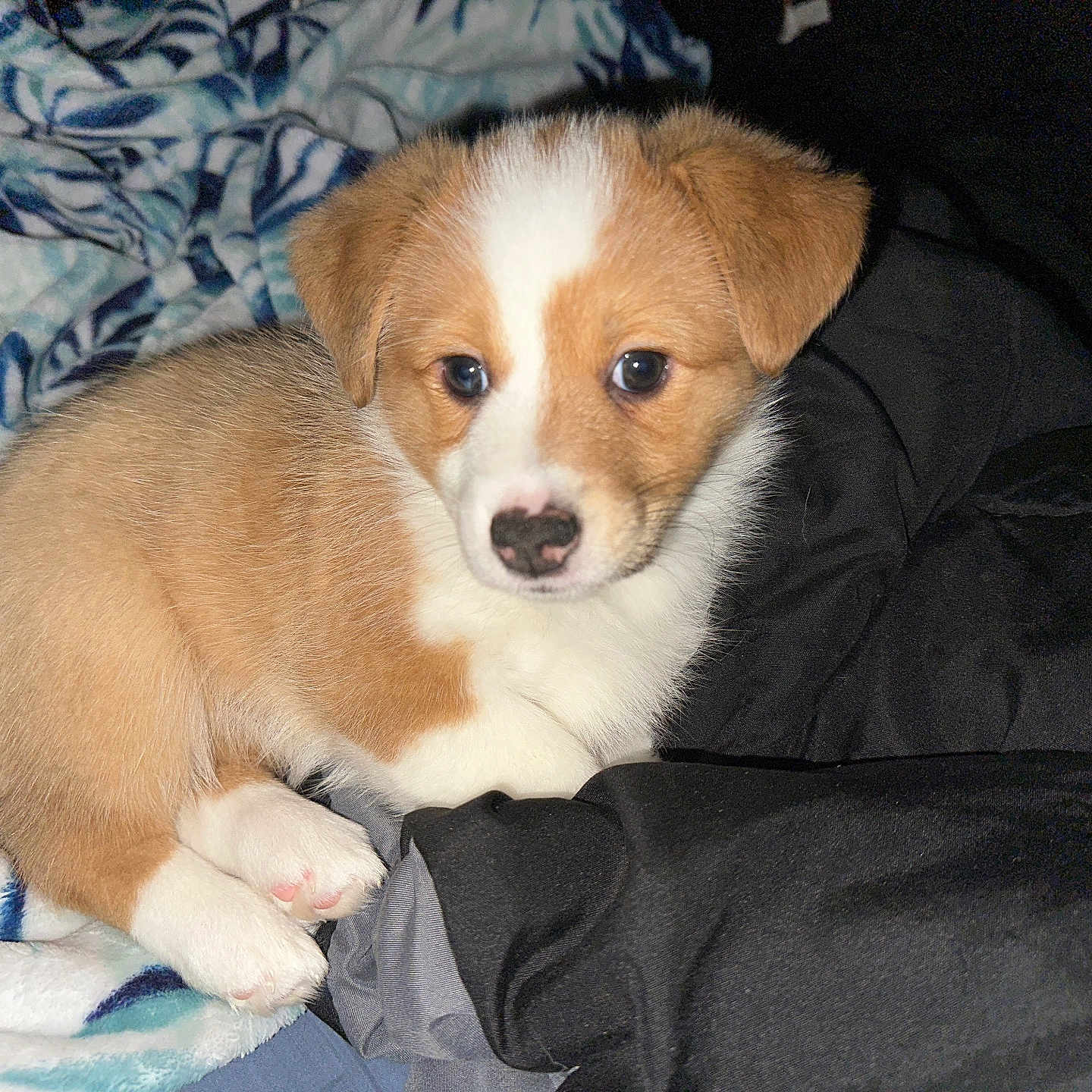 Shelby is registered to the contest to win money with this photo: accessories, animal, beagle, blanket, canine, cockerspaniel, collie, couch, dog, eskimodog, furniture, goldenretriever, hound, husky, papillon, person, pet, puppy, snout, strap