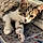 Tigger