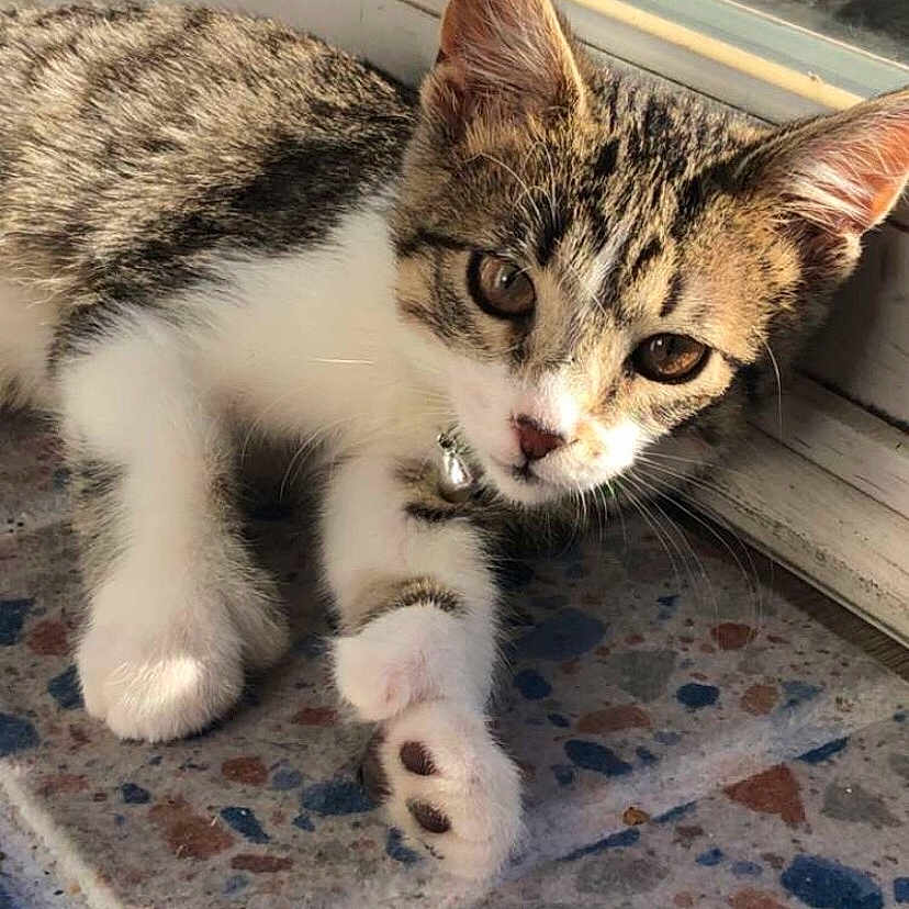 Tigger