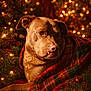 dog, plaid_blanket, holiday_lights, christmas_decorations, festive, cozy, pet, canine, greenery, twinkling_lights, red_berries, warm_tones, indoors, portrait, cute, animal, relaxed, holiday, celebration, decor