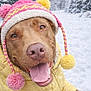 Bunny is registered to the contest to win money with this photo: dog, canine, snow, winter_clothing, hat, pom_poms, yellow_jacket, outdoor, snowfall, happy, tongue_out, close_up, cold_weather, nature, forest, pet, playful, smiling, animal, cold