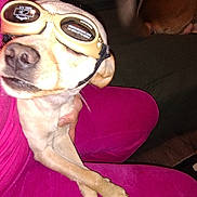 Tiny Tim is registered to the contest to win money with this photo: animal, brown_dog, casual, companion, couch, dog, floor, funny, goggles, hand, home, indoor, lap, light_beige_dog, pattern, person, pet, pink_pants, relaxed, tail