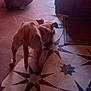 Tiny Tim is registered to the contest to win money with this photo: animal, brown, canine, curtain, dog, door, floor, floor_tile, home, indoor, light, open_door, pattern, pet, playful, relaxing, resting, shadow, tile, white