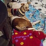 Tiny Tim joined the competition — help win amazing prizes! animal, blanket, brown, colorful, cozy, cushion, dog, domestic, floor, furniture, home, indoor, laying, patterned, pet, relaxed, resting, sweater, tile, white