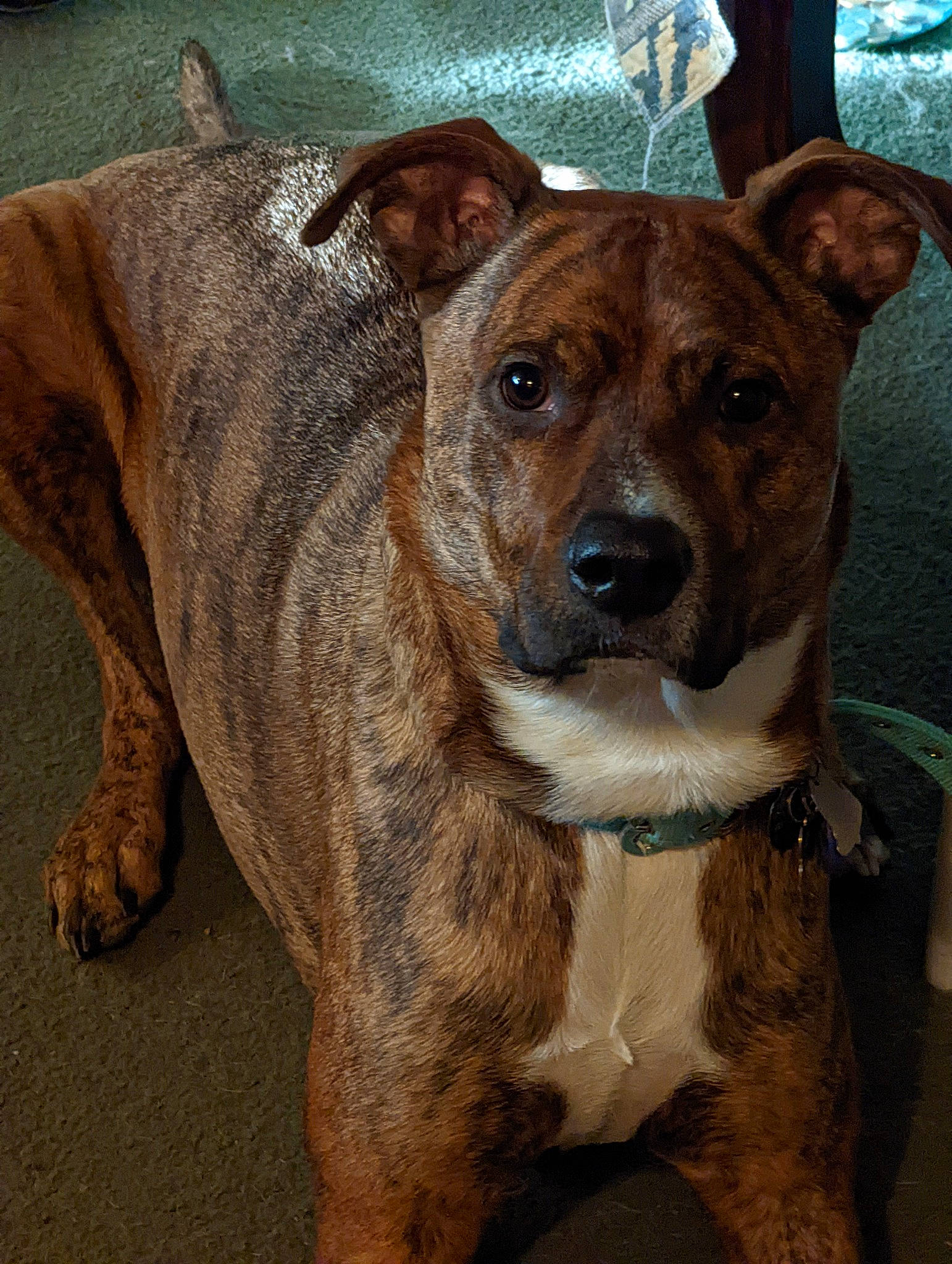 Diesel is registered to the contest to win money with this photo: ancient_dog_breeds, canidae, carnivore, collar, companion_dog, dog, dog_breed, dog_collar, fawn, fur, guard_dog, non_sporting_group, snout, sporting_group, whiskers, working_animal, working_dog