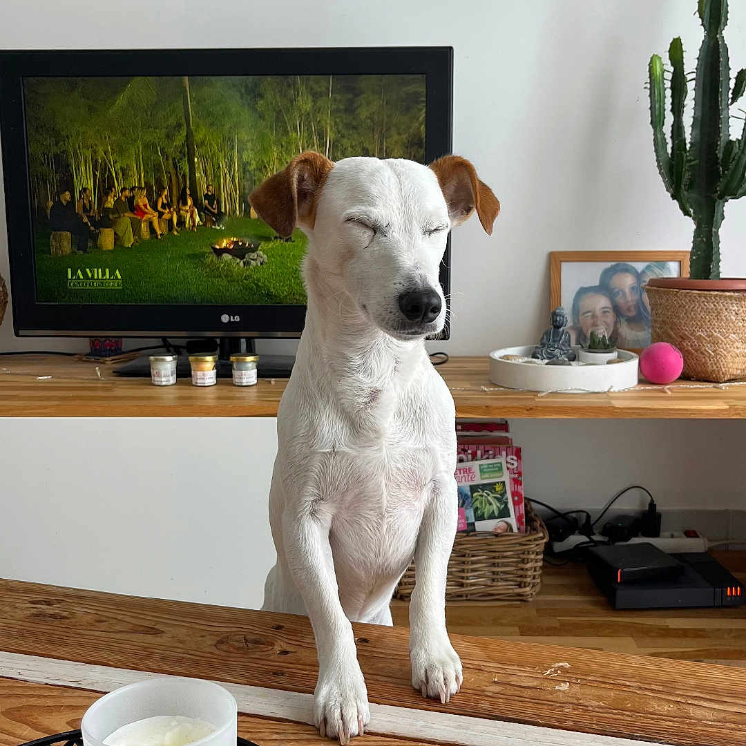 Miky a rejoint le concours — aidez-le/la à gagner de superbes lots ! dog, wooden_table, candle, tray, plate, napkins, plastic_container, television, plant, cactus, framed_photo, living_room, indoor, pet, furniture, wood_floor, decor, household_items, canine, relaxed