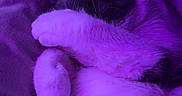 Minie a rejoint le concours — aidez-le/la à gagner de superbes lots ! cat, sleeping, paw, fur, bed, blanket, purple_light, cozy, resting, cute, animal, pet, whiskers, feline, indoor, soft, curled_up, relaxed, covering_face, nap