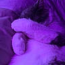 cat, sleeping, paw, fur, bed, blanket, purple_light, cozy, resting, cute, animal, pet, whiskers, feline, indoor, soft, curled_up, relaxed, covering_face, nap