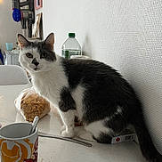 Minie participe au concours pour gagner de l'argent avec cette photo : cat, table, mug, spoon, cereal, bag, white_wall, vacuum_cleaner, kitchen, gray_and_white, domestic_cat, indoor, curious, sitting, feline, household_items, drinkware, food, countertop, appliance