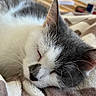 cat, sleeping, gray_and_white, fur, whiskers, blanket, striped, cozy, indoor, home, furniture, lamp, blurred_background, resting, cute, pet, animal, close_up, nap, soft