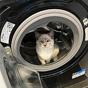 Bubble participe au concours pour gagner de l'argent avec cette photo : cat, kitten, washing_machine, appliance, indoor, curious, fur, pet, metal, drum, door, home, animal, cute, looking, young, small, white, gray, blue_eyes